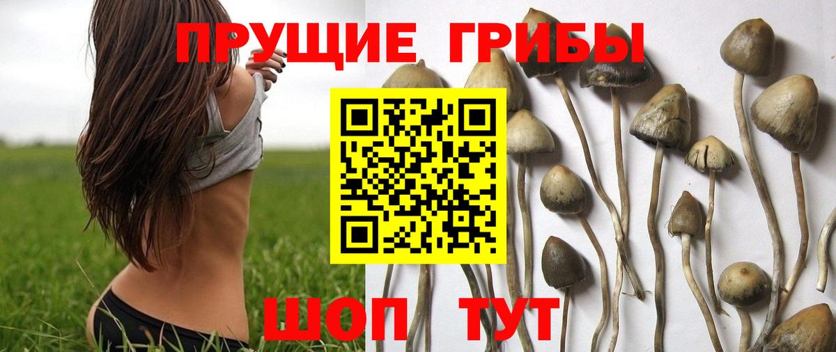 Псилоцибиновые грибы Cubensis  Вход с VPN  как найти   Саров  Галлюциногенные грибы MAGIC MUSHROOMS 